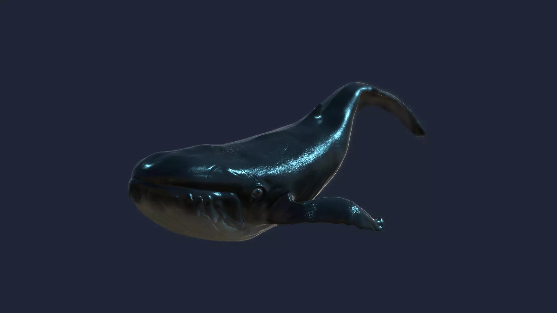 Blue whale 3D model_0