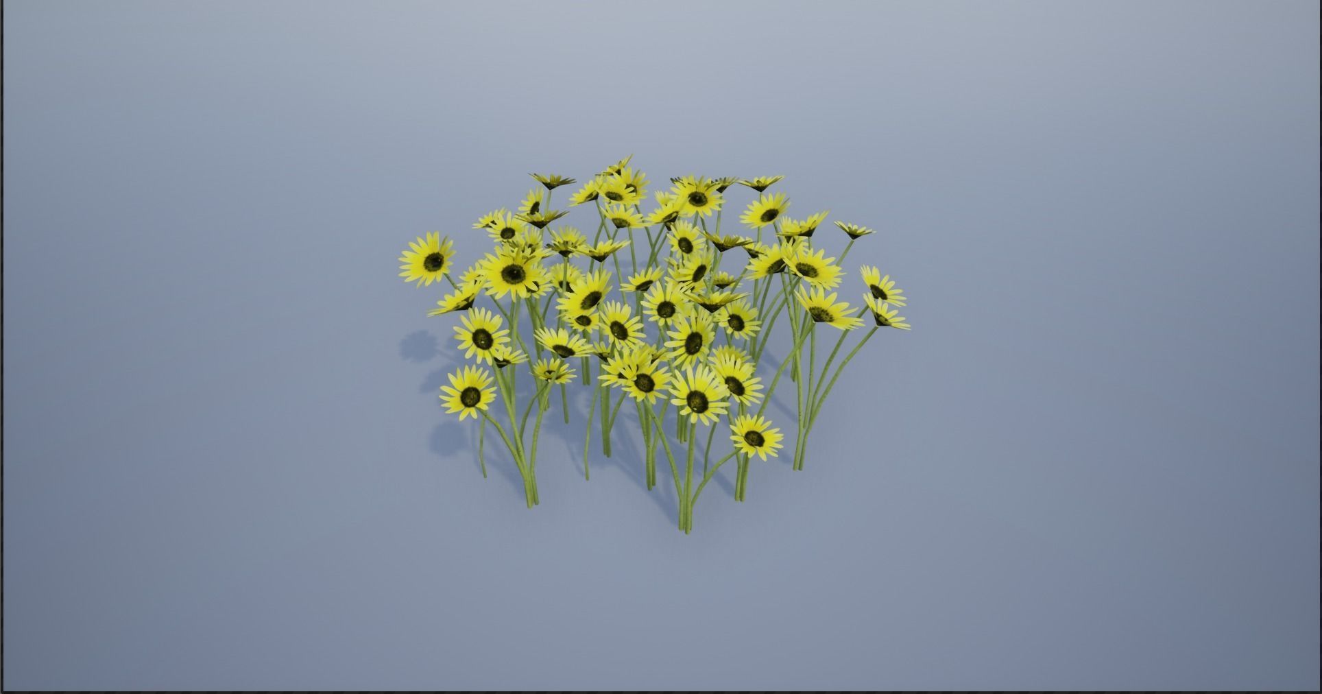 4K Cape Dandelion Flower Plant Low-poly 3D model_7