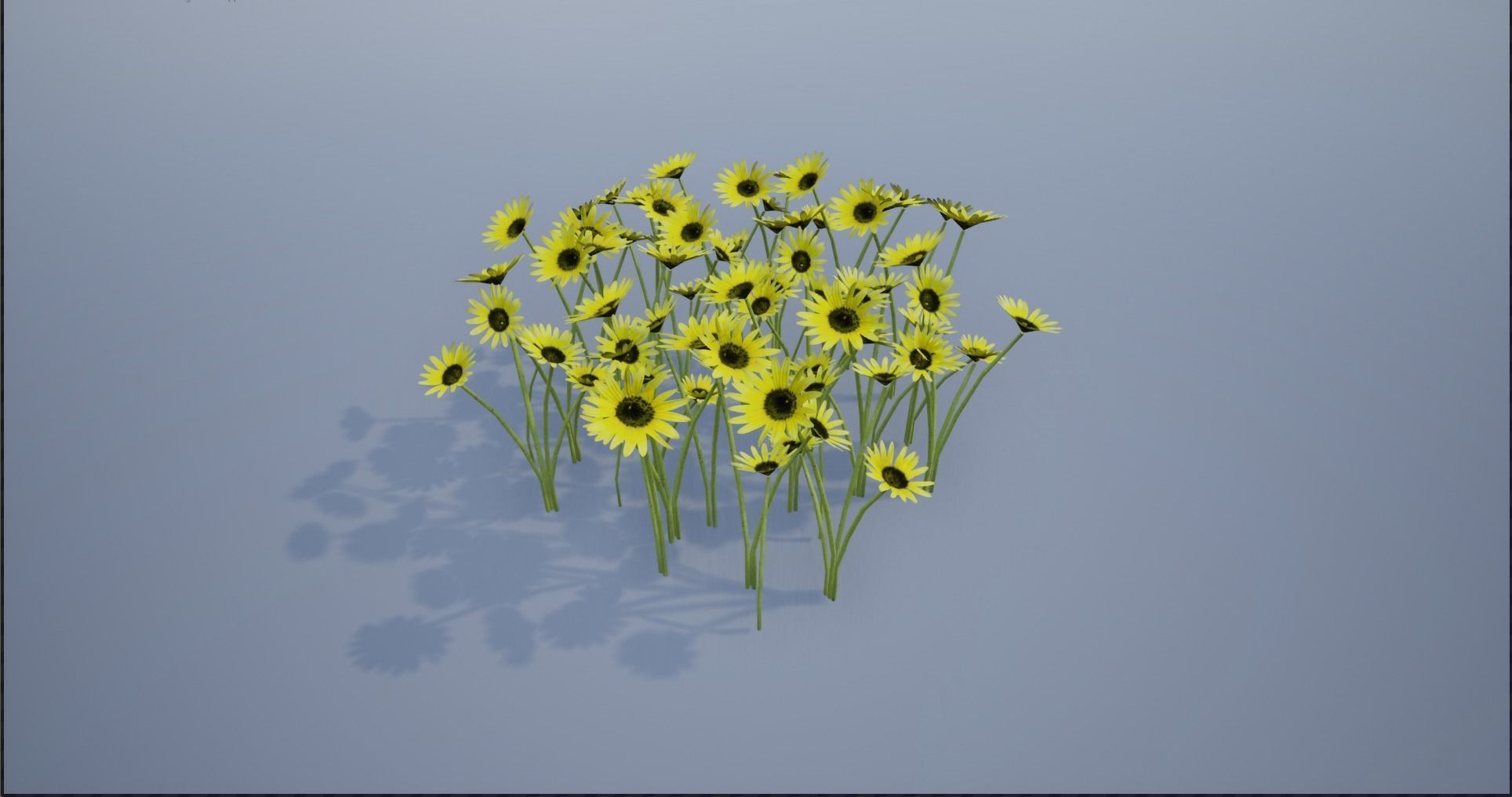 4K Cape Dandelion Flower Plant Low-poly 3D model_4