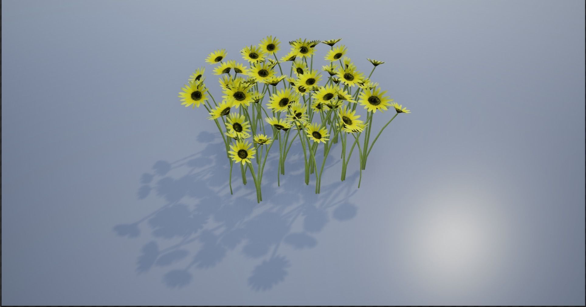 4K Cape Dandelion Flower Plant Low-poly 3D model_2