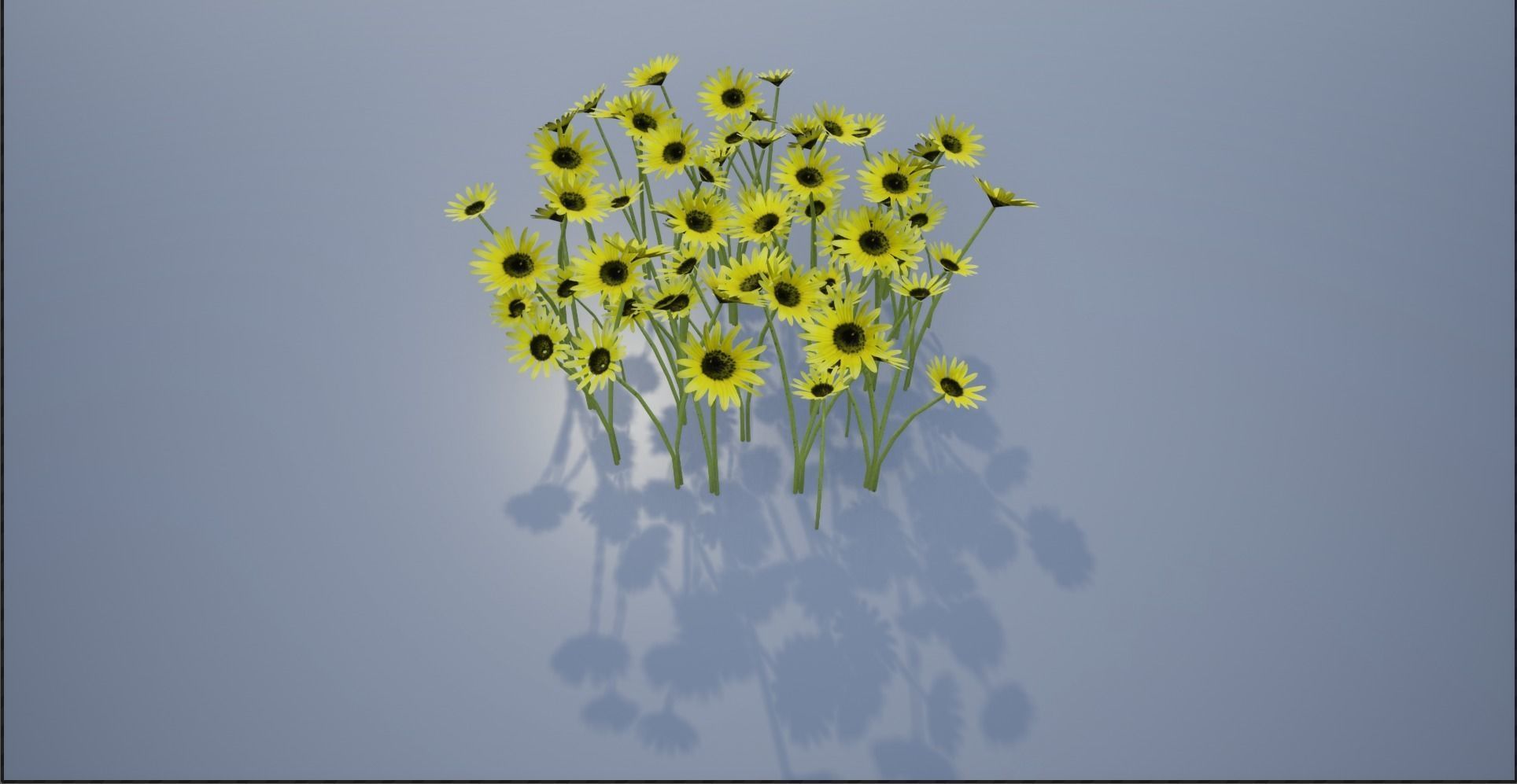 4K Cape Dandelion Flower Plant Low-poly 3D model_1