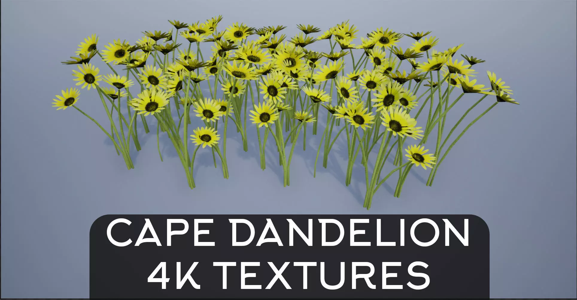 4K Cape Dandelion Flower Plant Low-poly 3D model_0