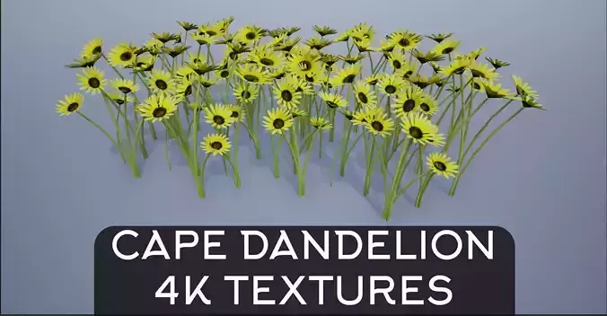 4K Cape Dandelion Flower Plant Low-poly 3D model