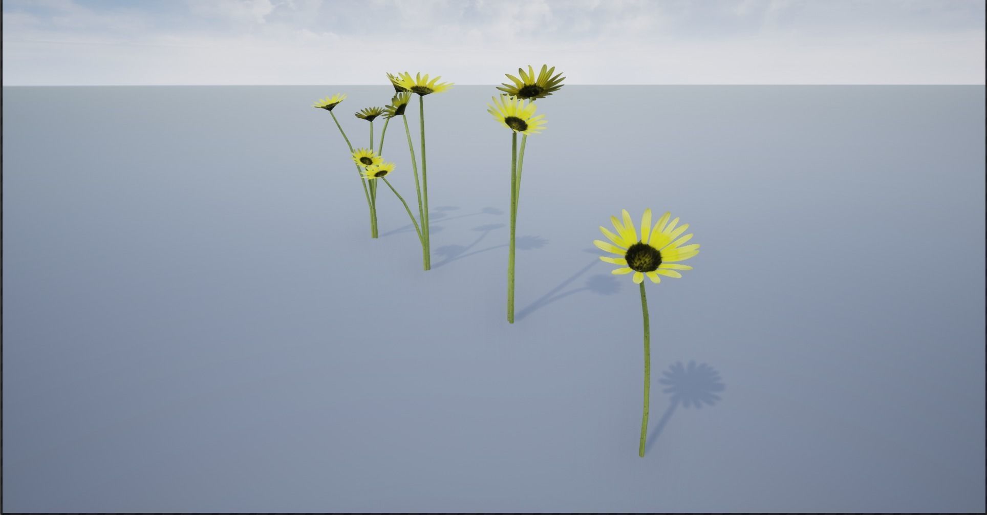4K Cape Dandelion Flower Plant Low-poly 3D model_11