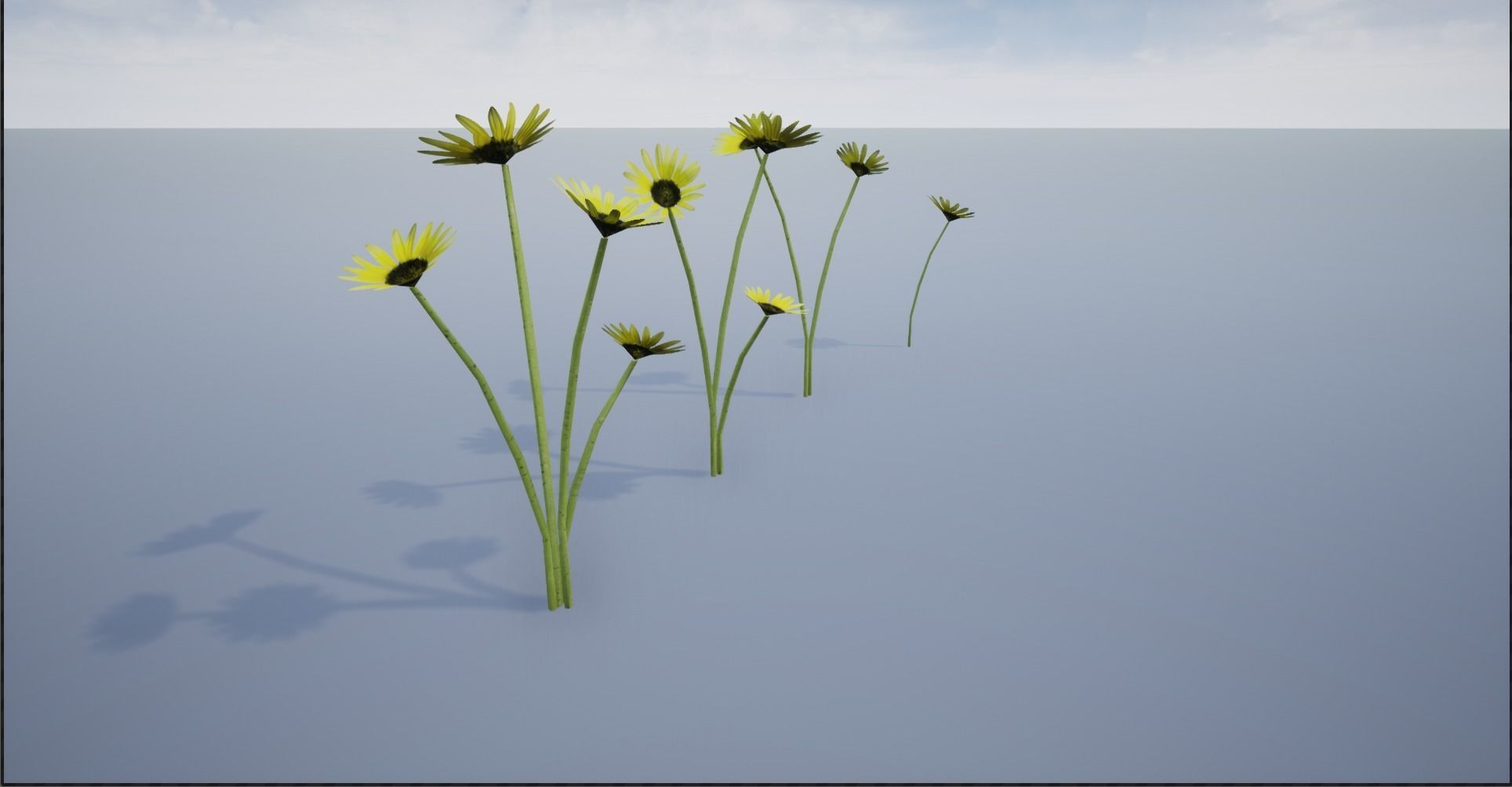 4K Cape Dandelion Flower Plant Low-poly 3D model_13