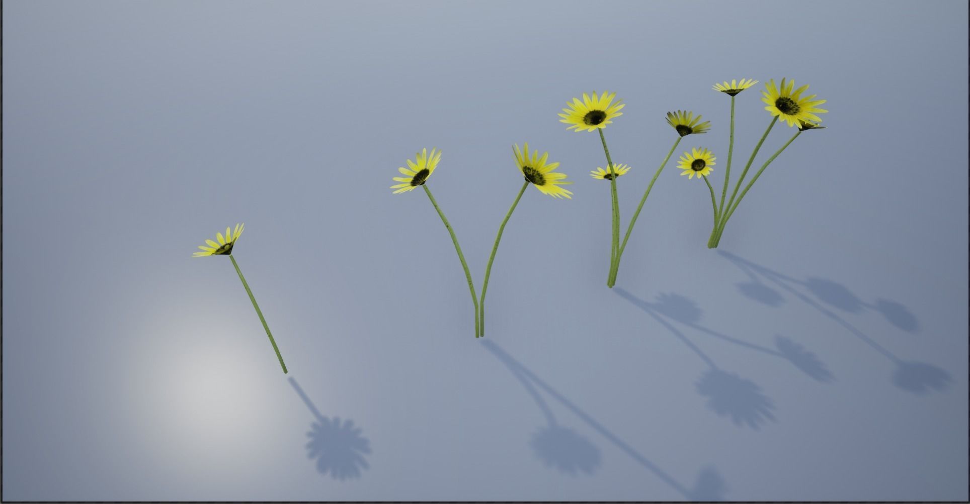 4K Cape Dandelion Flower Plant Low-poly 3D model_9
