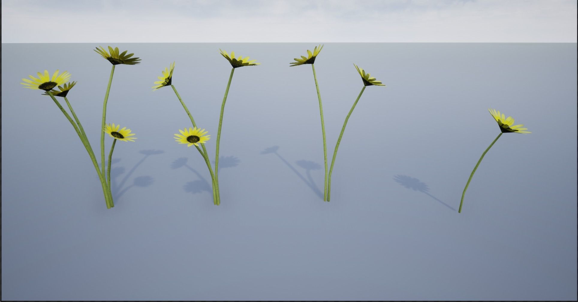 4K Cape Dandelion Flower Plant Low-poly 3D model_12