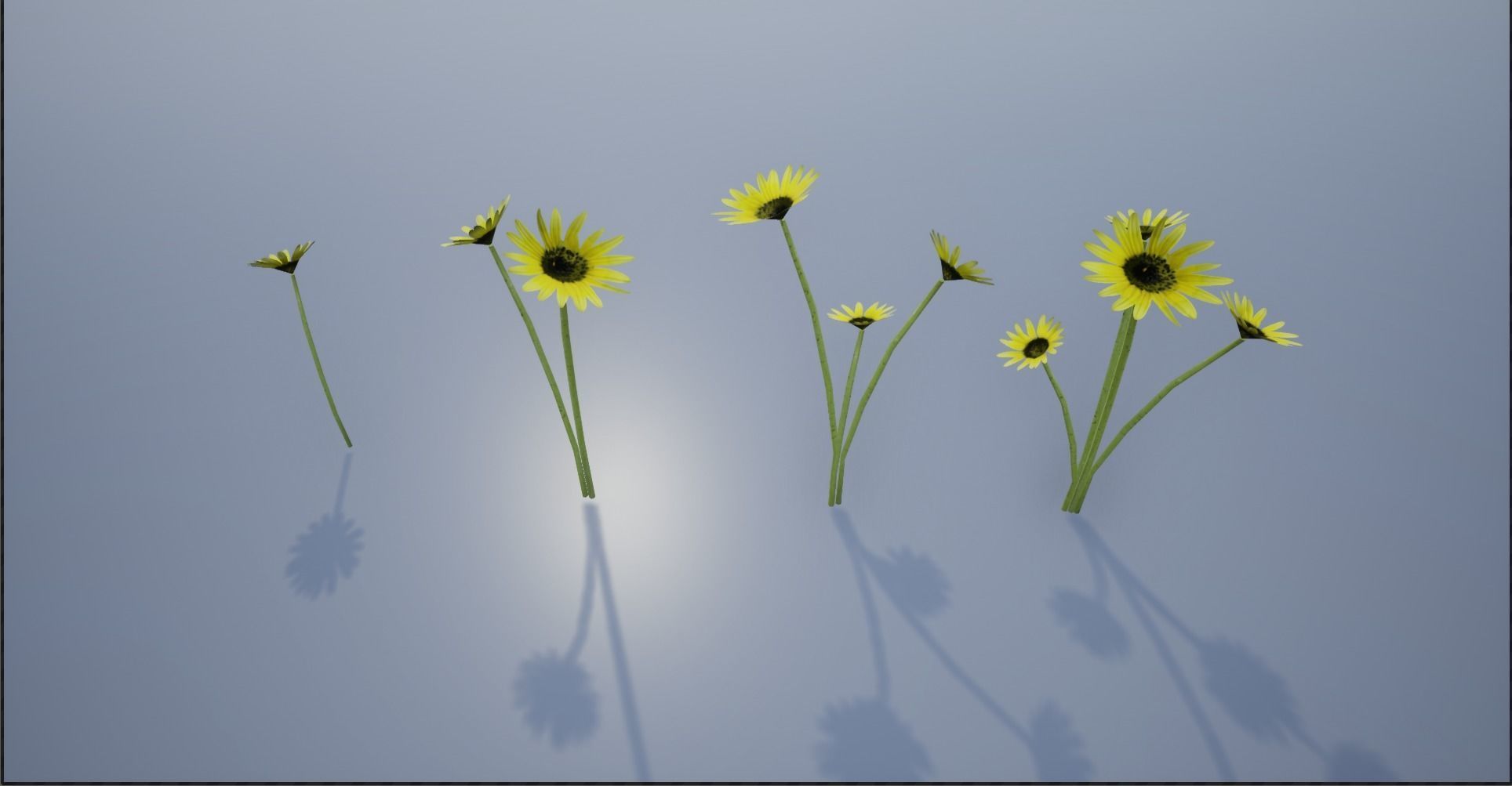 4K Cape Dandelion Flower Plant Low-poly 3D model_8
