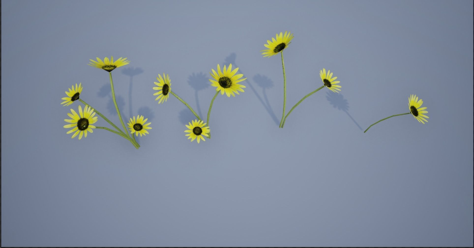 4K Cape Dandelion Flower Plant Low-poly 3D model_14
