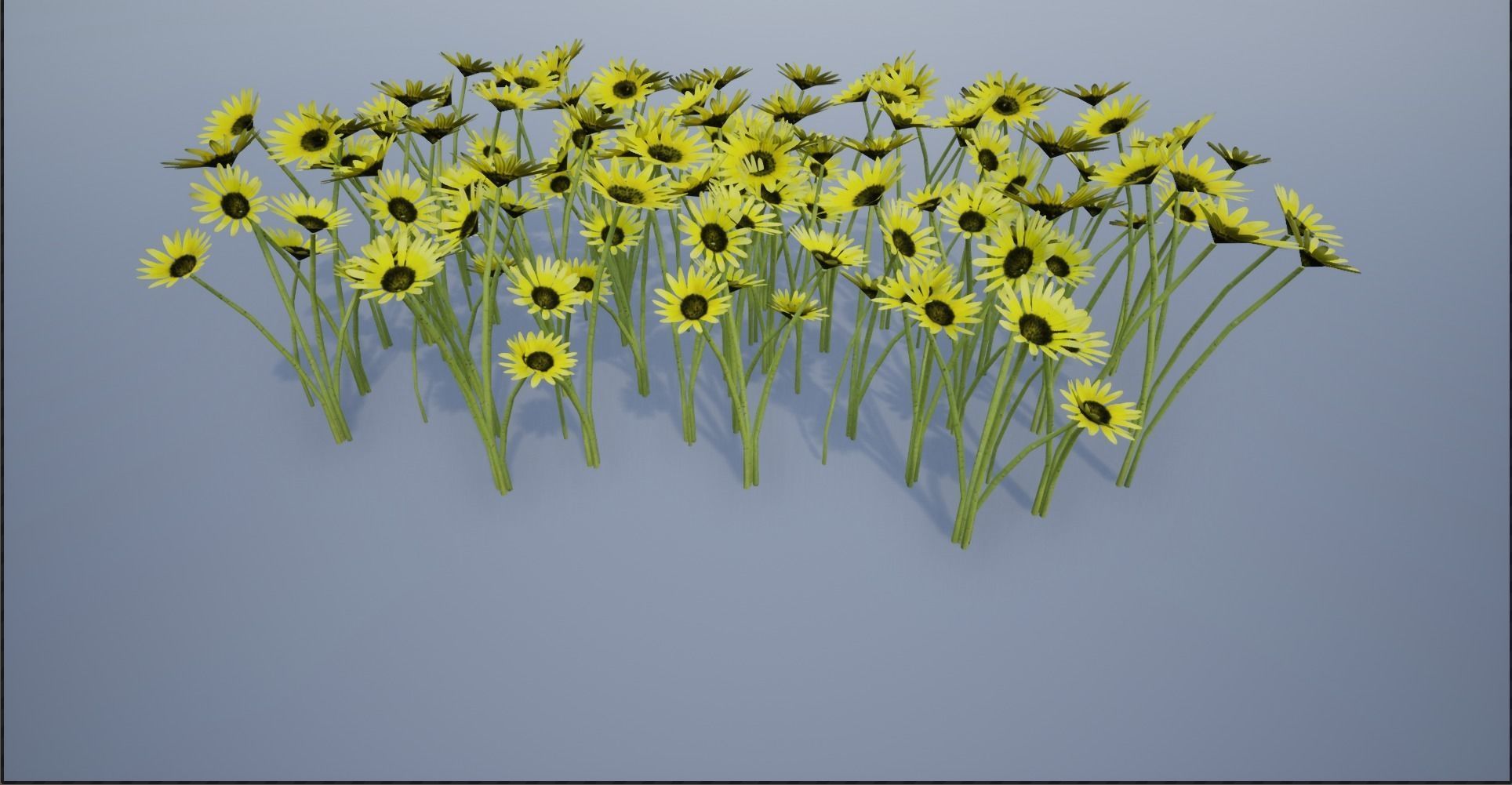 4K Cape Dandelion Flower Plant Low-poly 3D model_5