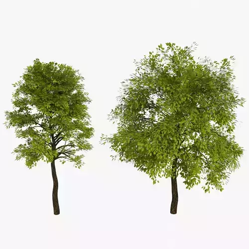 Deciduous Trees Low-poly 3D model