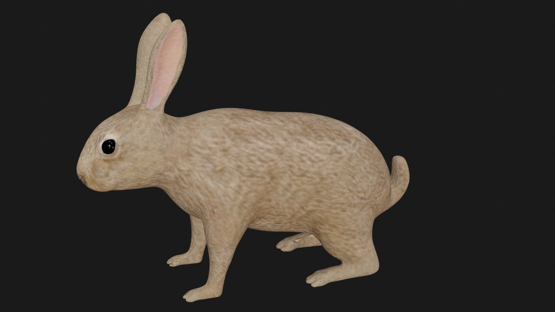 Rabbit hare bunny low poly rigged Low-poly 3D model_2