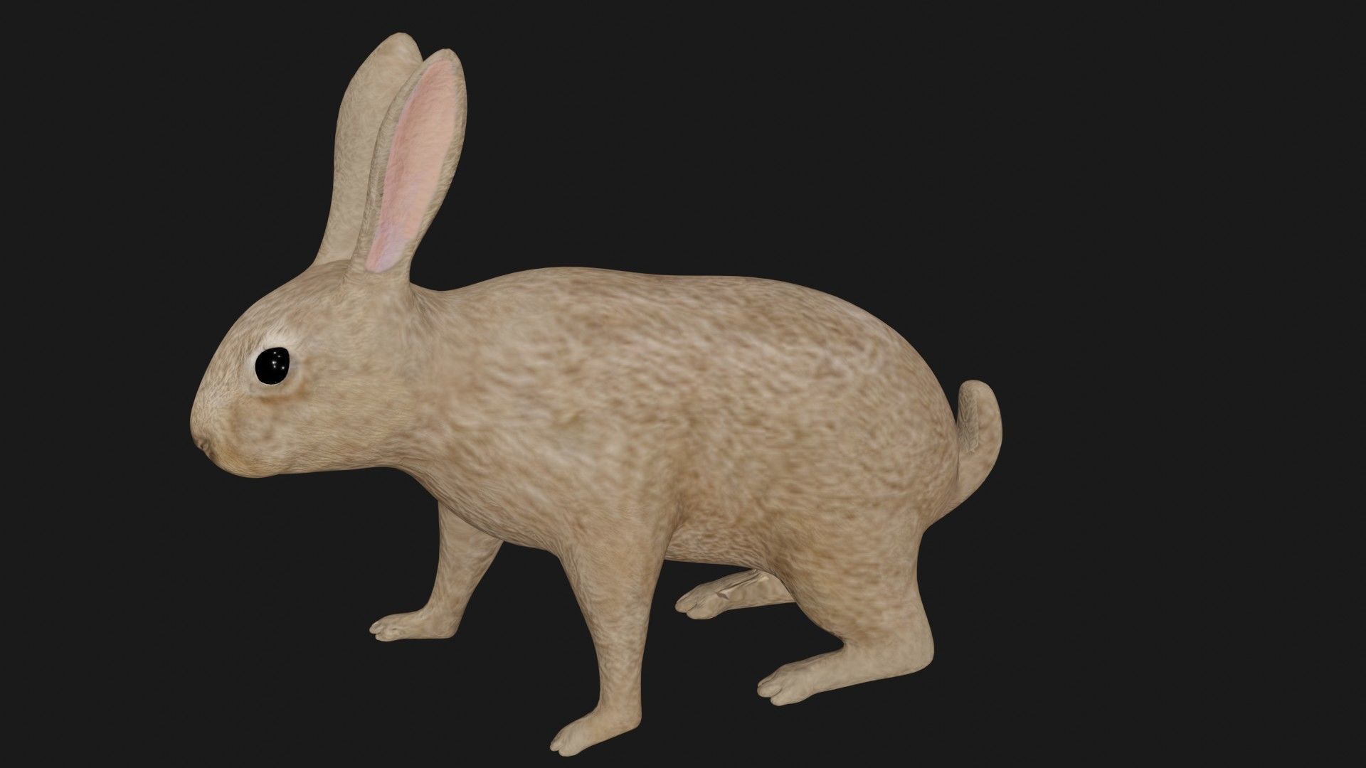 Rabbit hare bunny low poly rigged Low-poly 3D model_1