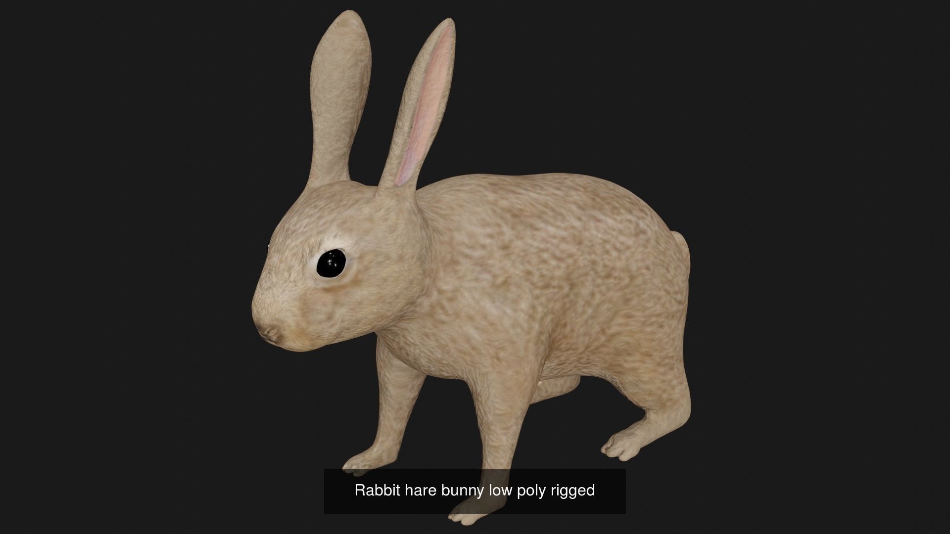 Rabbit collection of 7 low poly rigged rabbits hare and bunny _7
