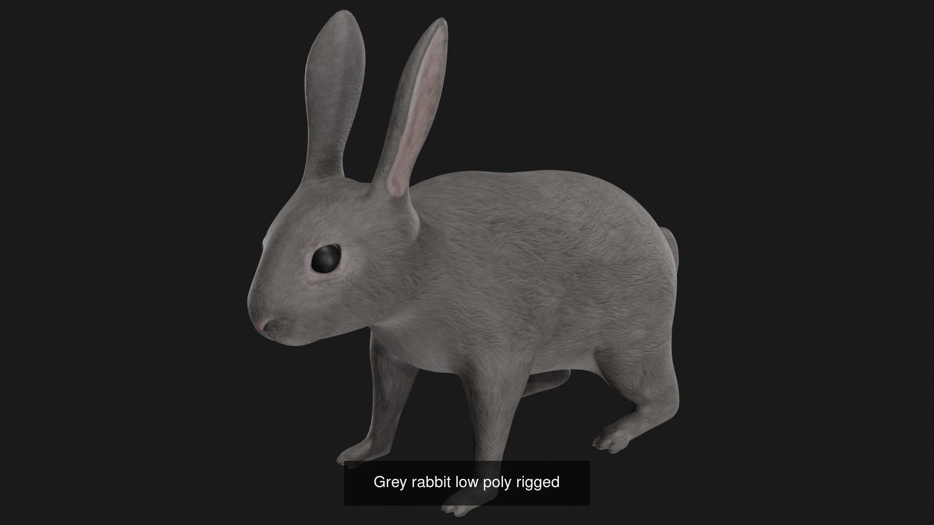 Rabbit collection of 7 low poly rigged rabbits hare and bunny _1