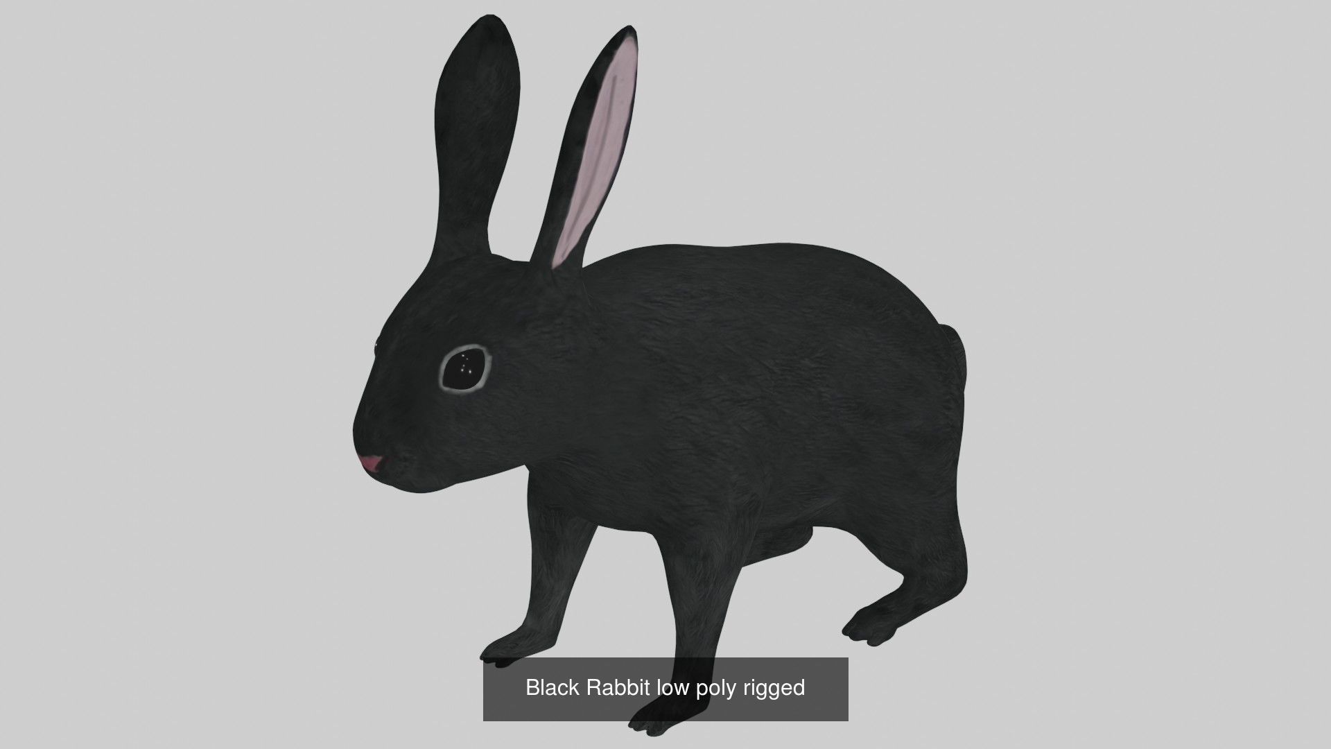 Rabbit collection of 7 low poly rigged rabbits hare and bunny _5