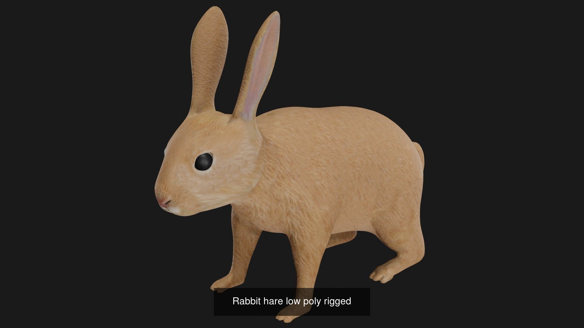 Rabbit collection of 7 low poly rigged rabbits hare and bunny _2