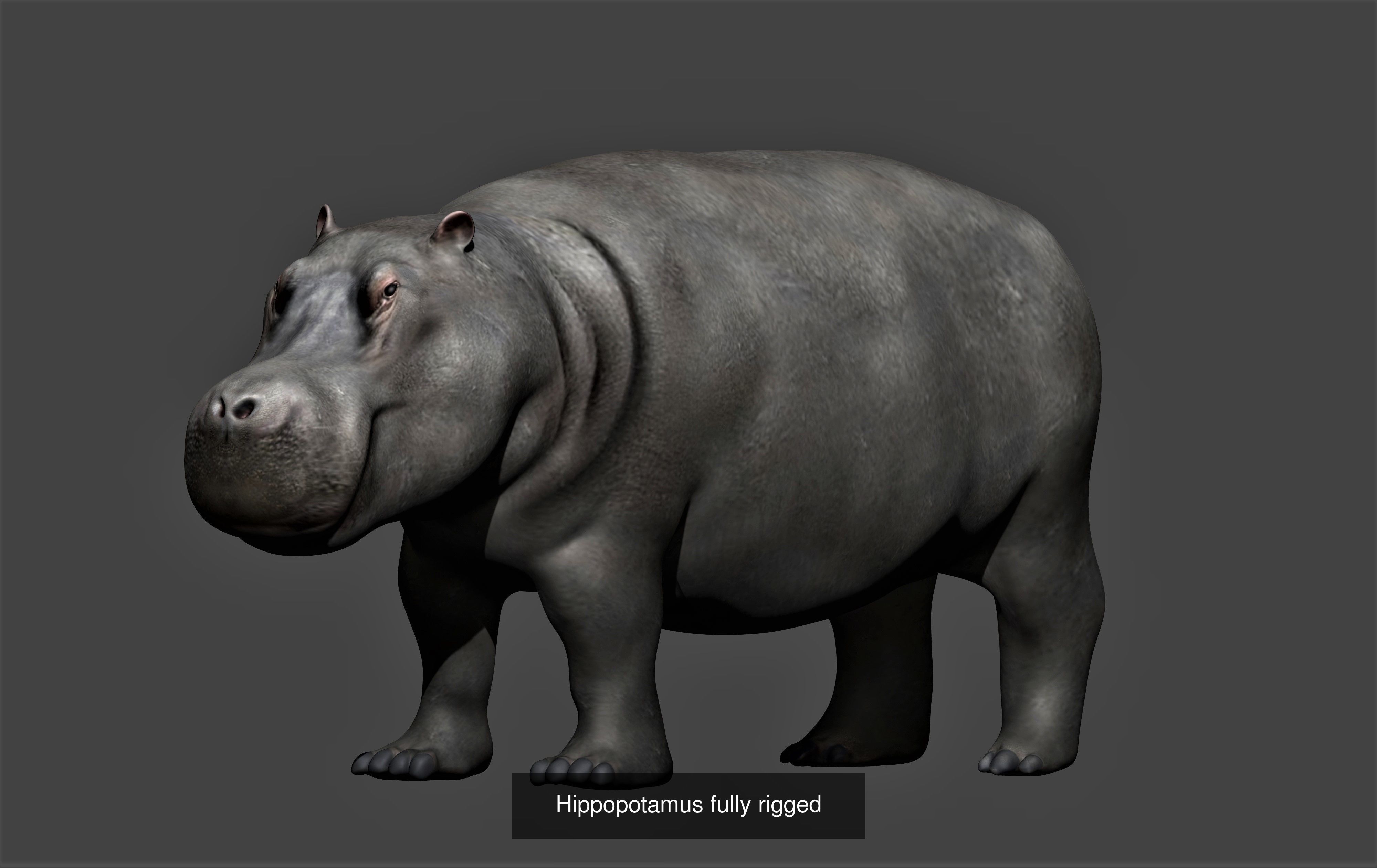 Animals birds Insects and Cloth Collection 2 _10