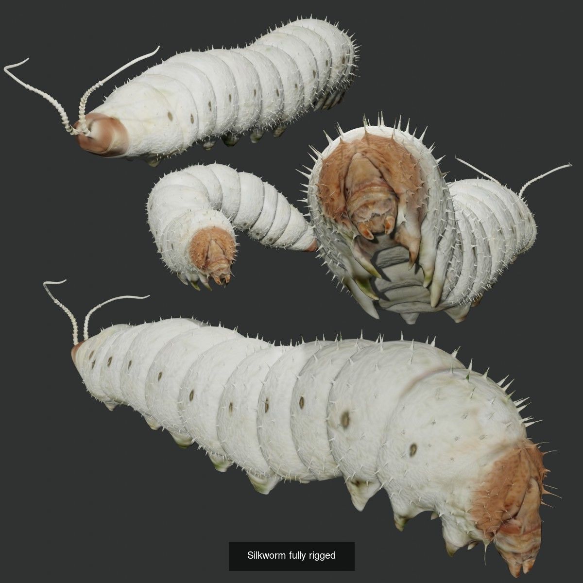 Animals birds Insects and Cloth Collection 2 _8