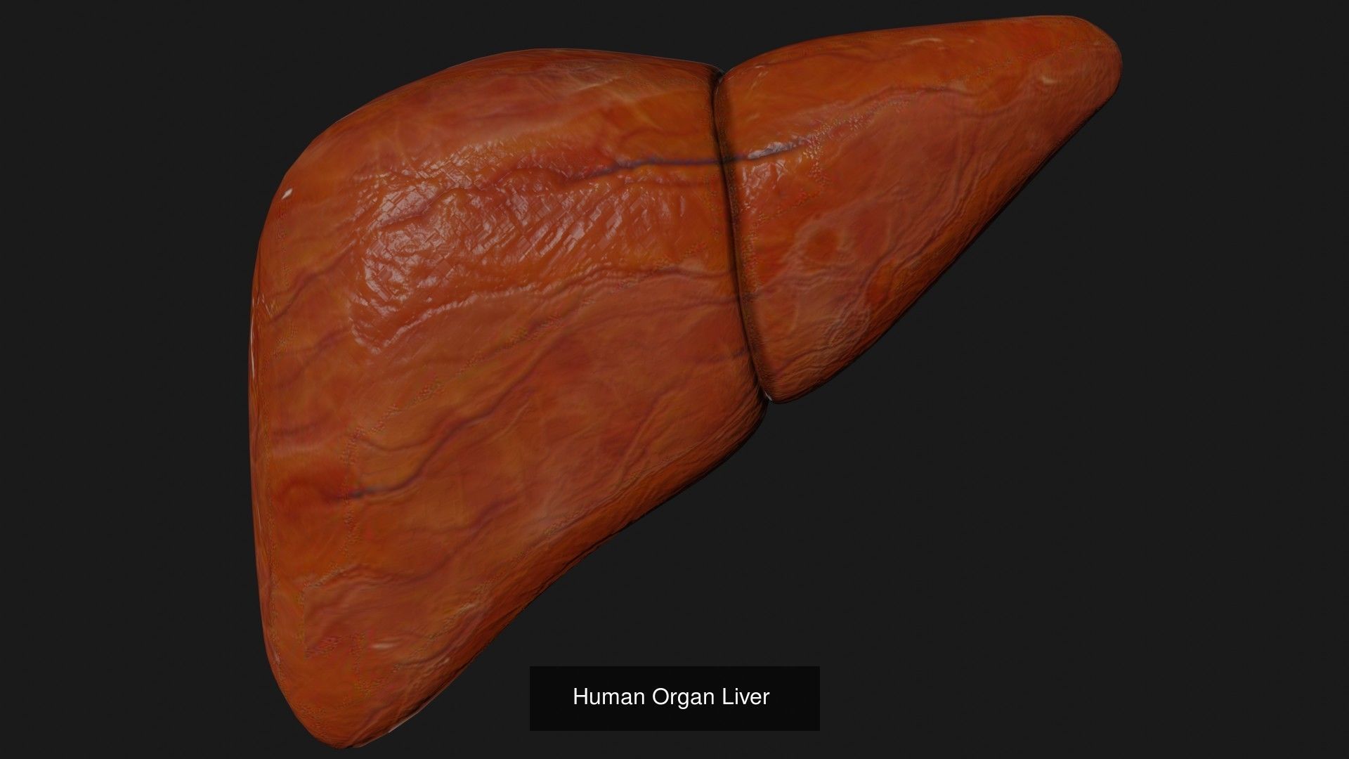 Animals birds Insects and Cloth Collection 2 _32