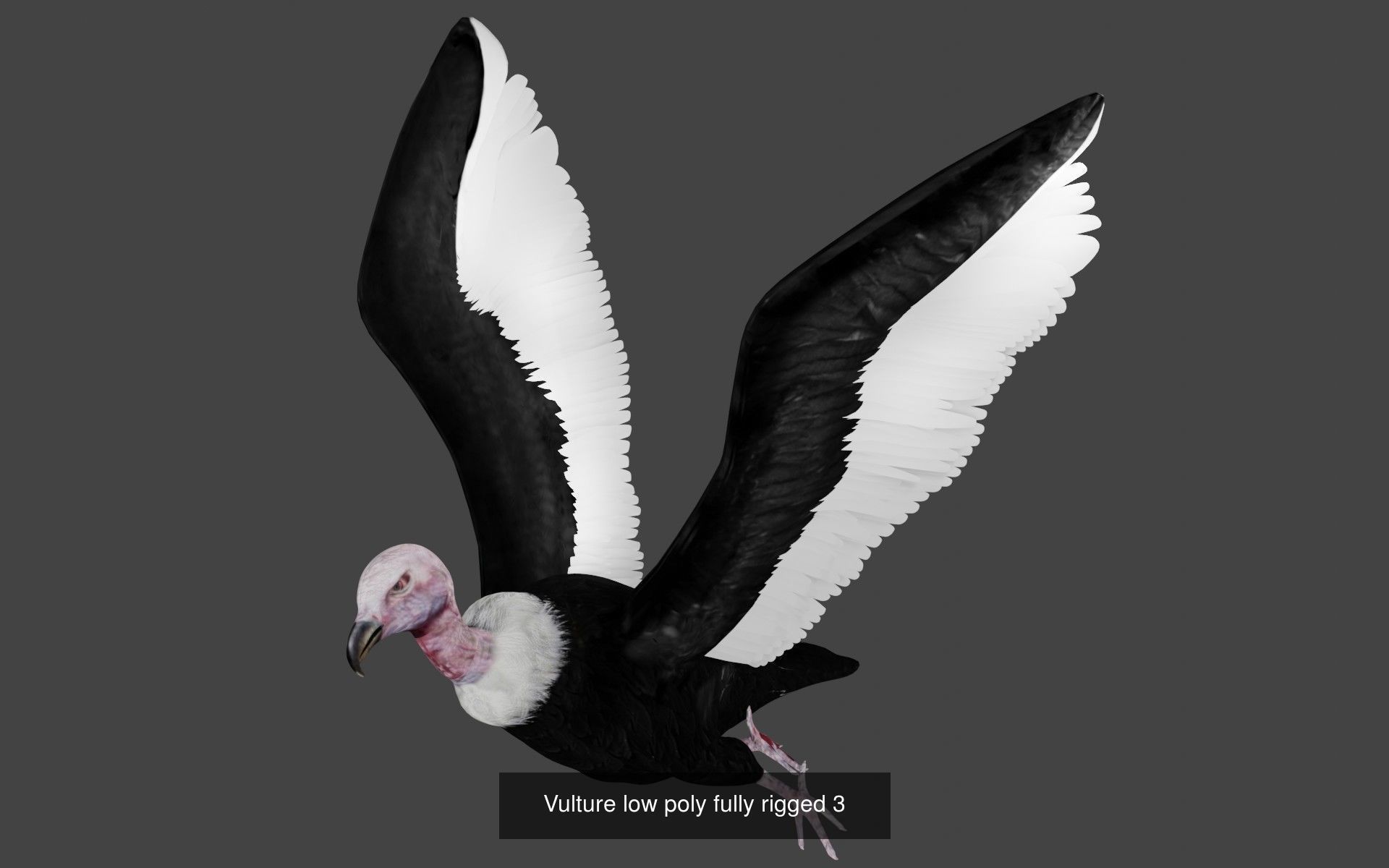 Animals birds Insects and Cloth Collection 2 _29