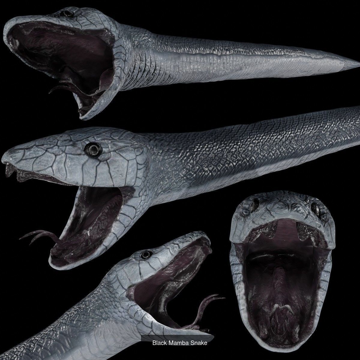 Animals birds Insects and Cloth Collection 2 _9