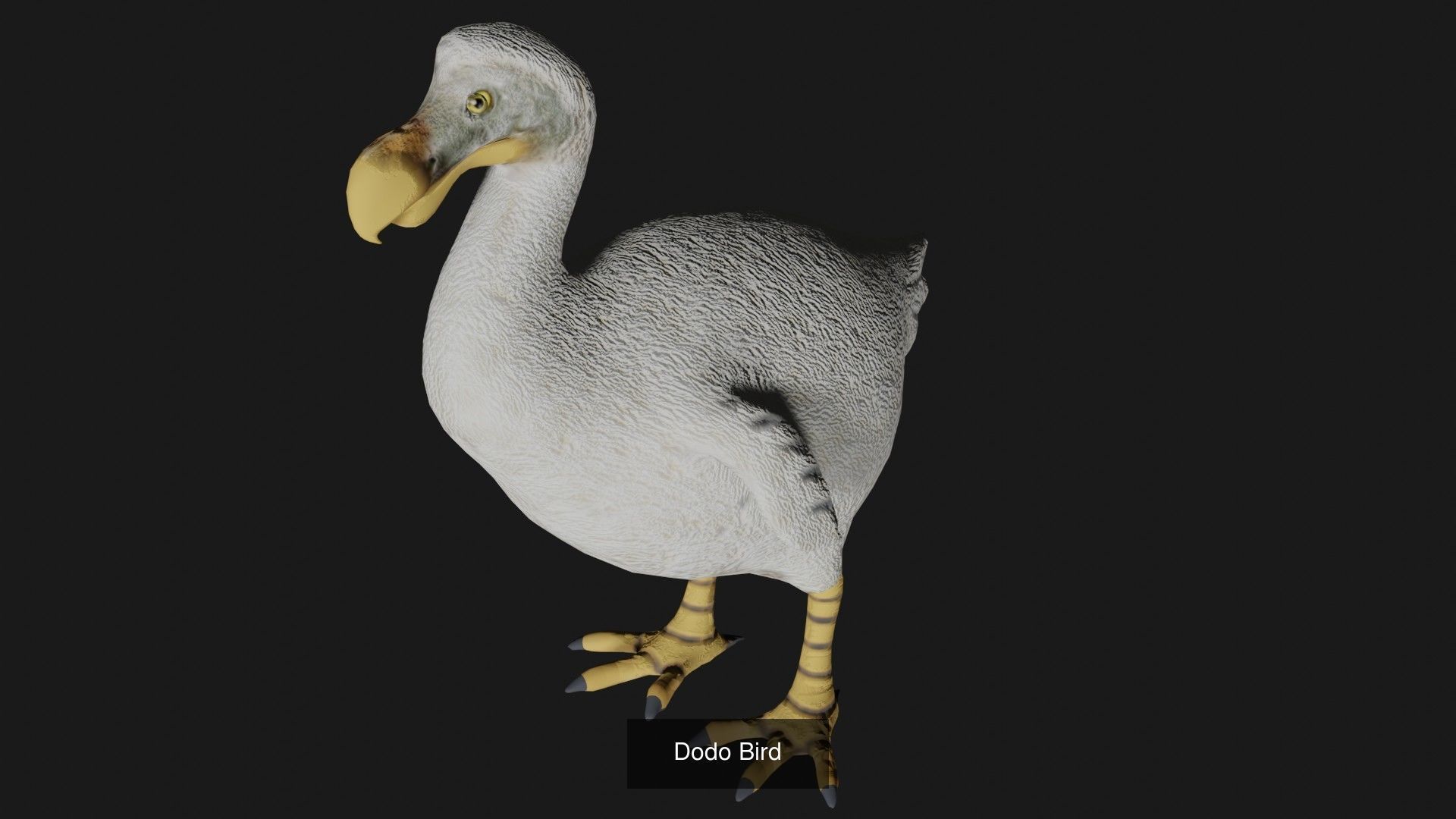 Animals birds Insects and Cloth Collection 2 _12