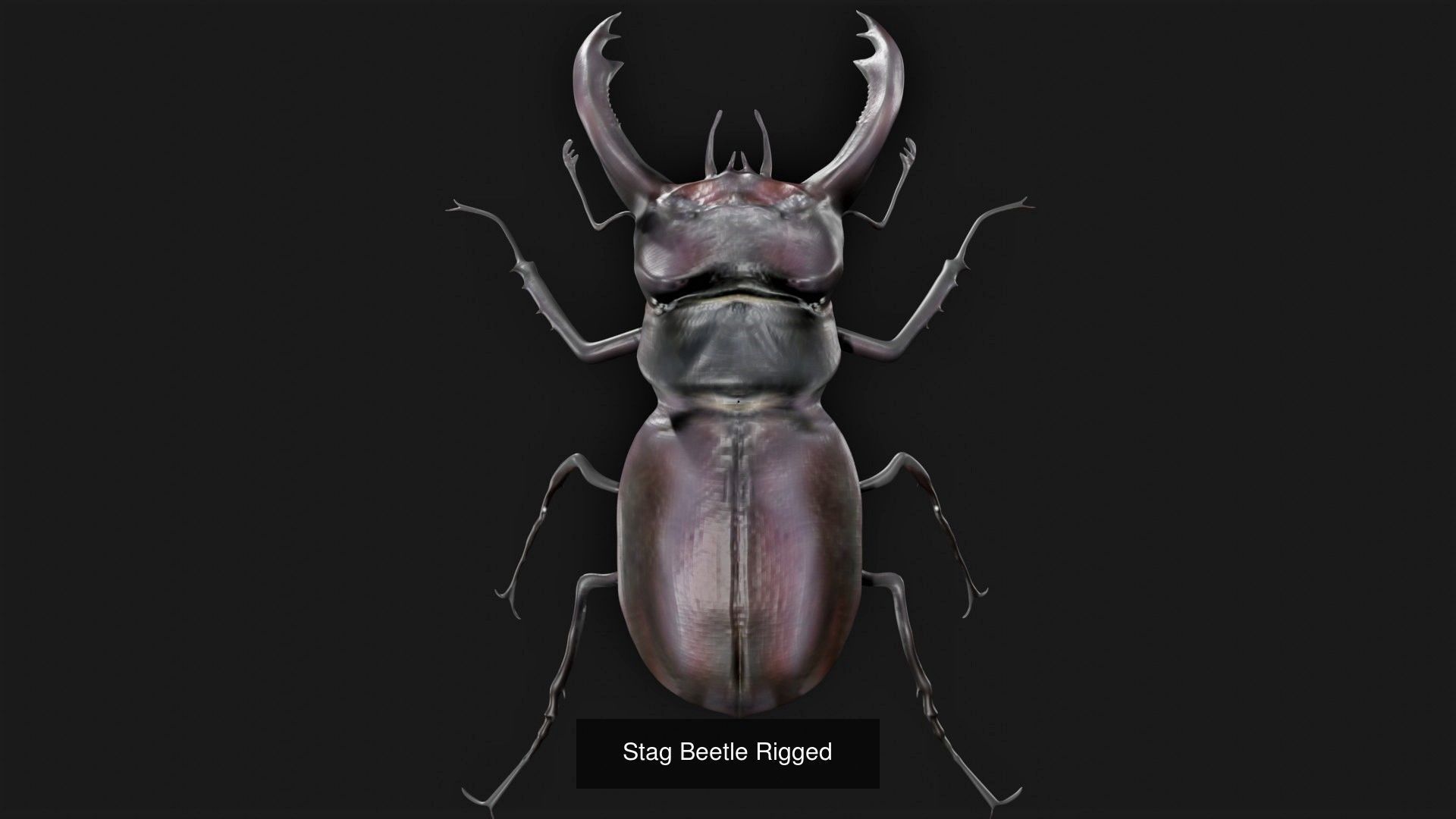 Animals birds Insects and Cloth Collection 2 _7