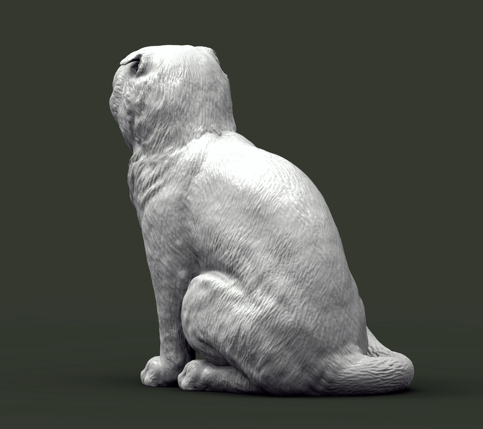 Scottish fold cat 3D print model_2
