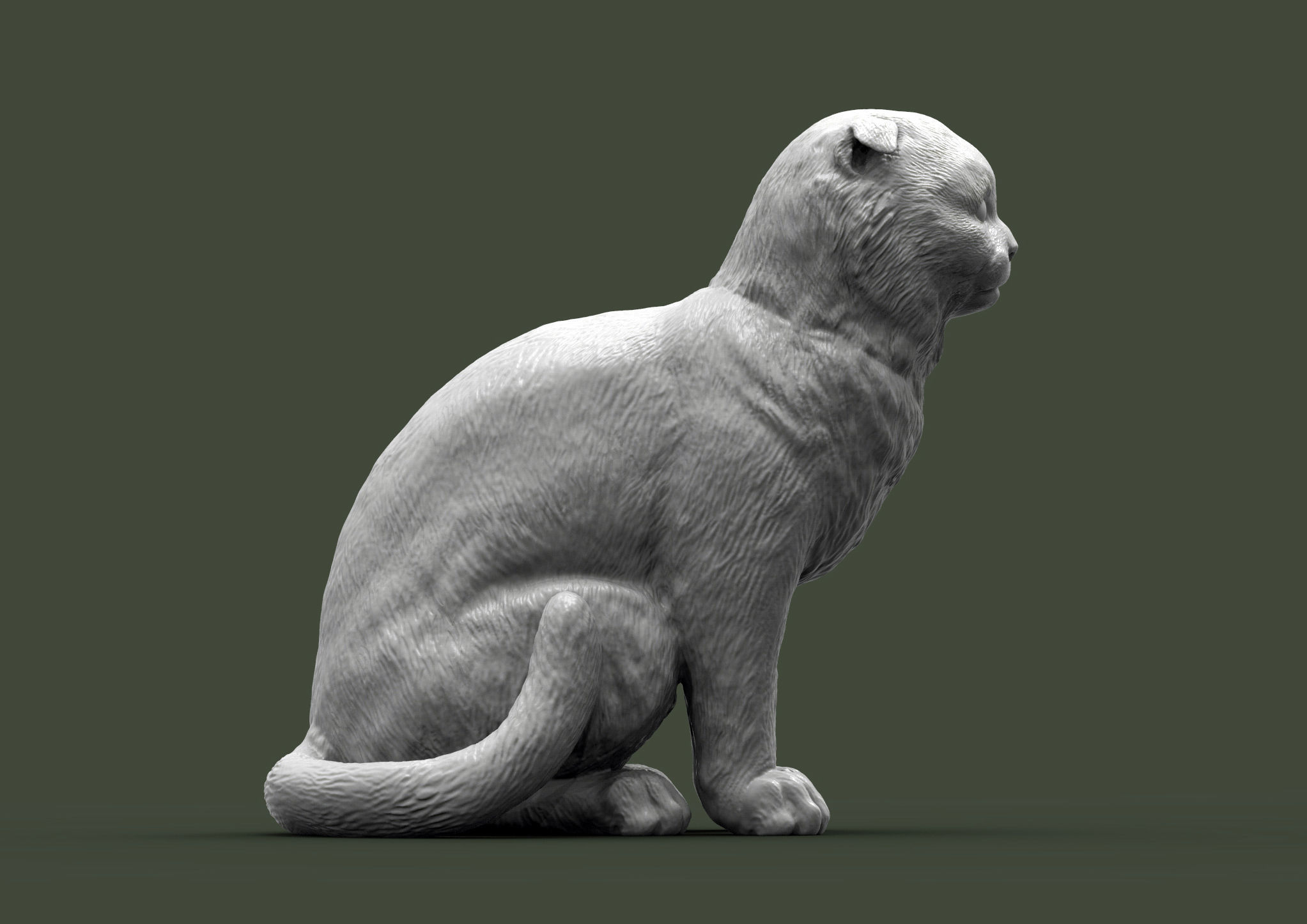 Scottish fold cat 3D print model_1