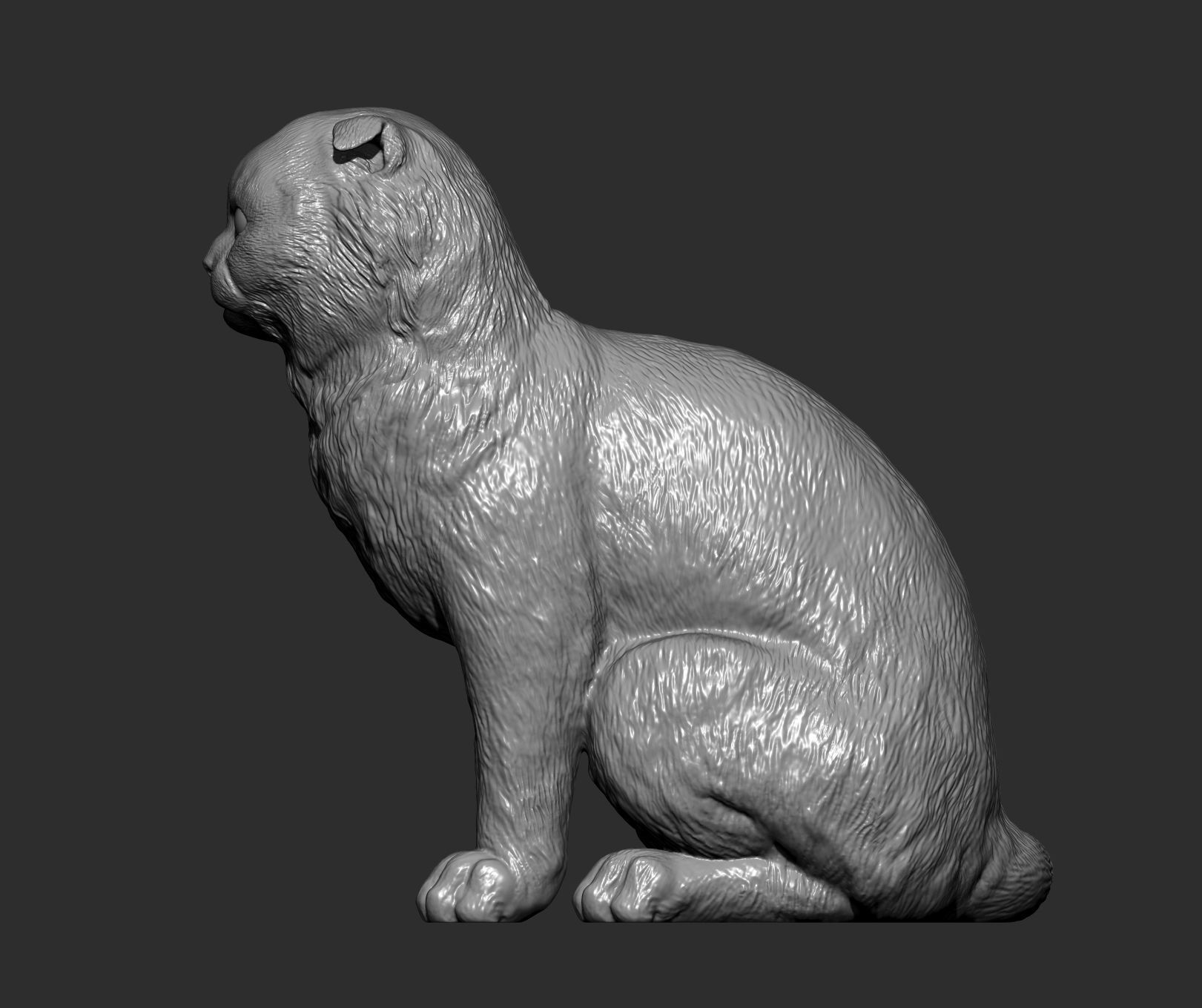 Scottish fold cat 3D print model_5