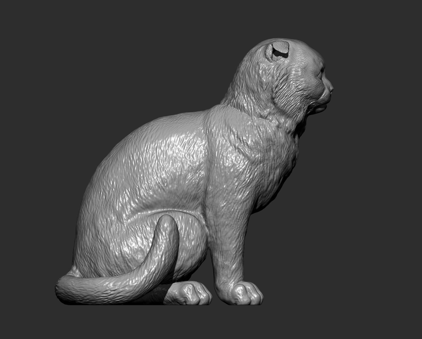 Scottish fold cat 3D print model_3