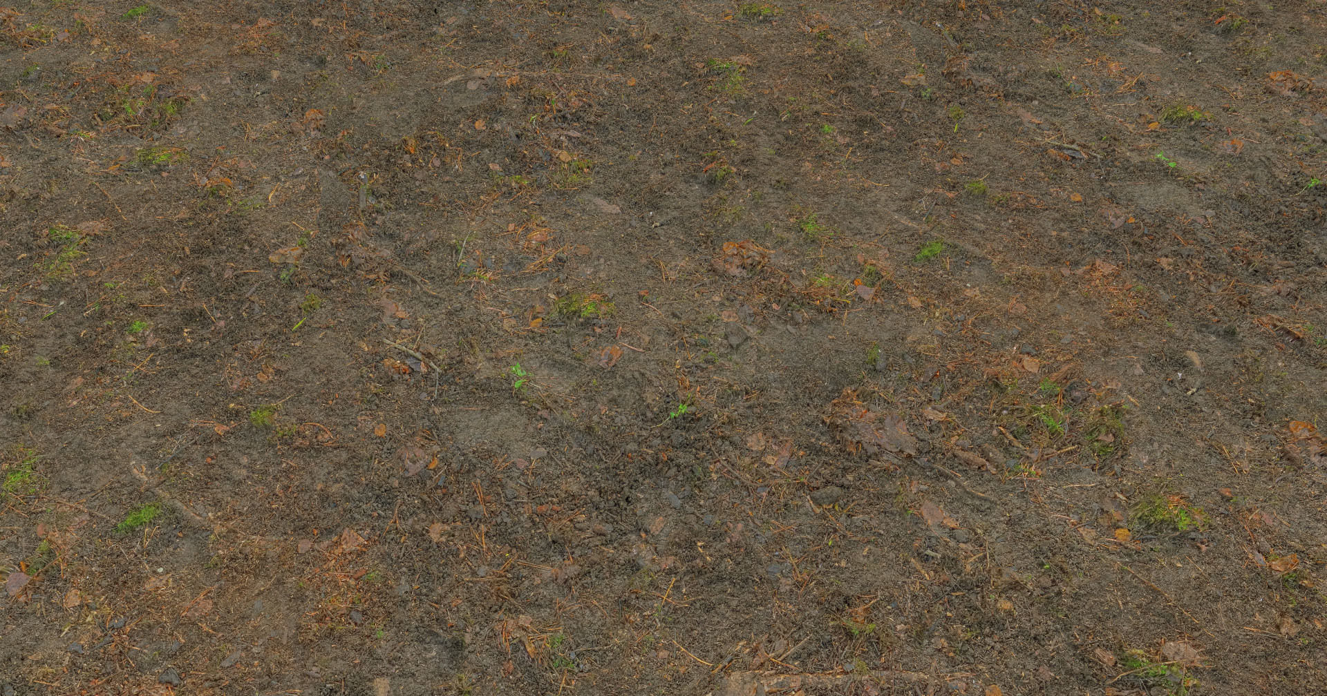 Forest Branches Debris Leaves Scan Low-poly 3D model_21