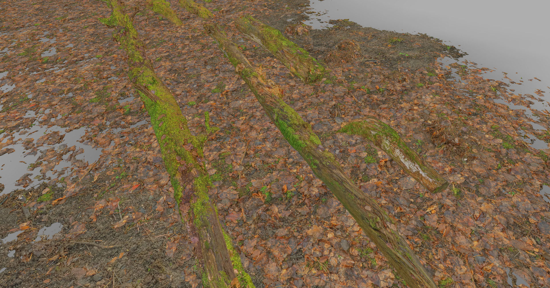 Forest Branches Debris Leaves Scan Low-poly 3D model_15