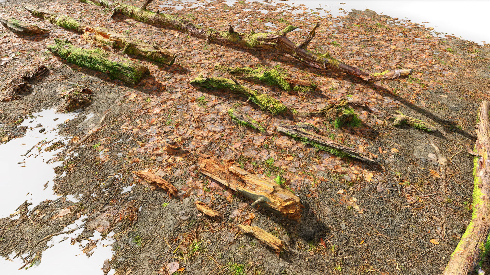 Forest Branches Debris Leaves Scan Low-poly 3D model_10