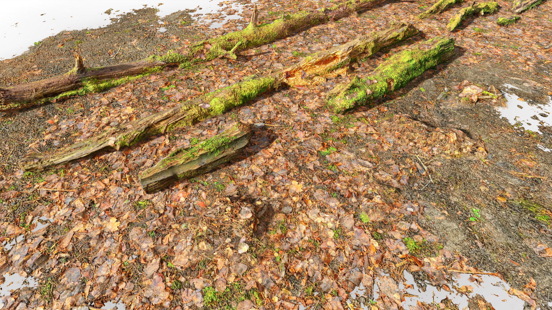 Forest Branches Debris Leaves Scan Low-poly 3D model_11