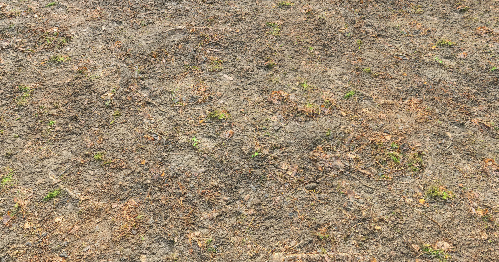 Forest Branches Debris Leaves Scan Low-poly 3D model_19