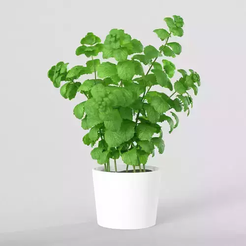 Mint Plant