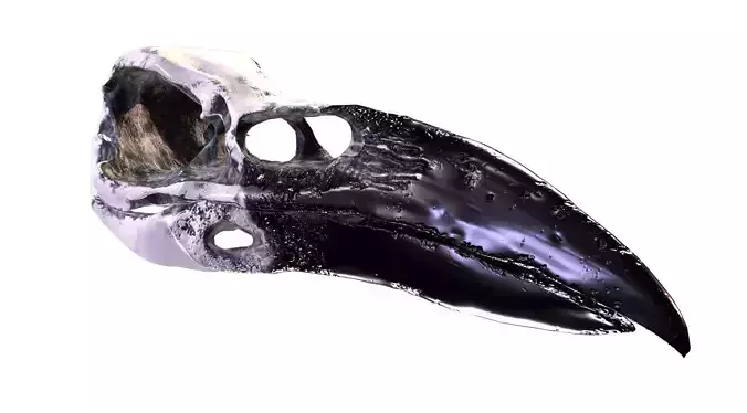 Raven Skull- Game Ready Asset