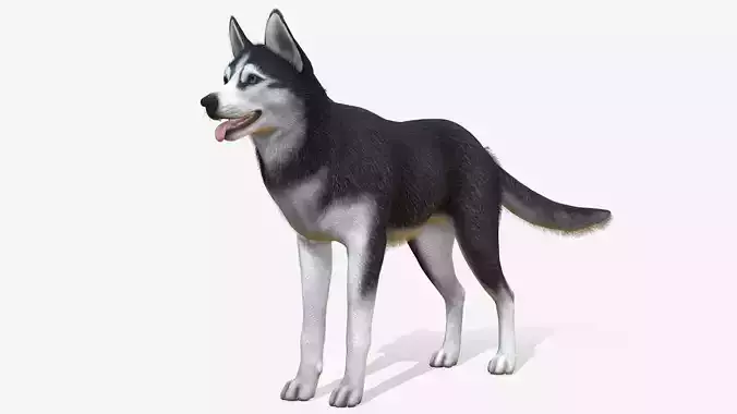 Dog - Husky Low-poly 3D model