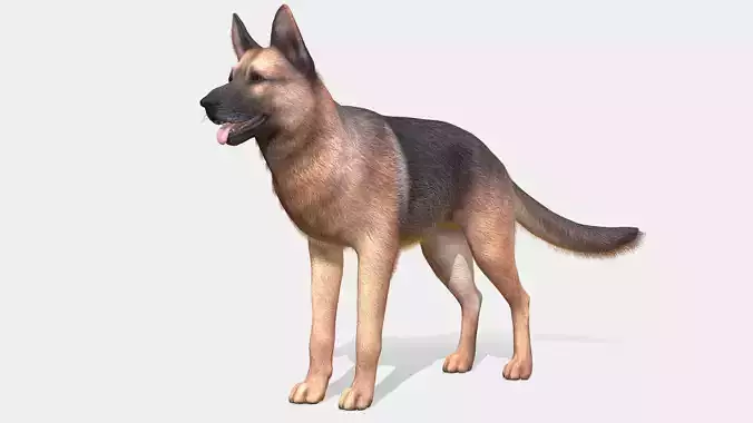 Dog - Shepherd Low-poly 3D model