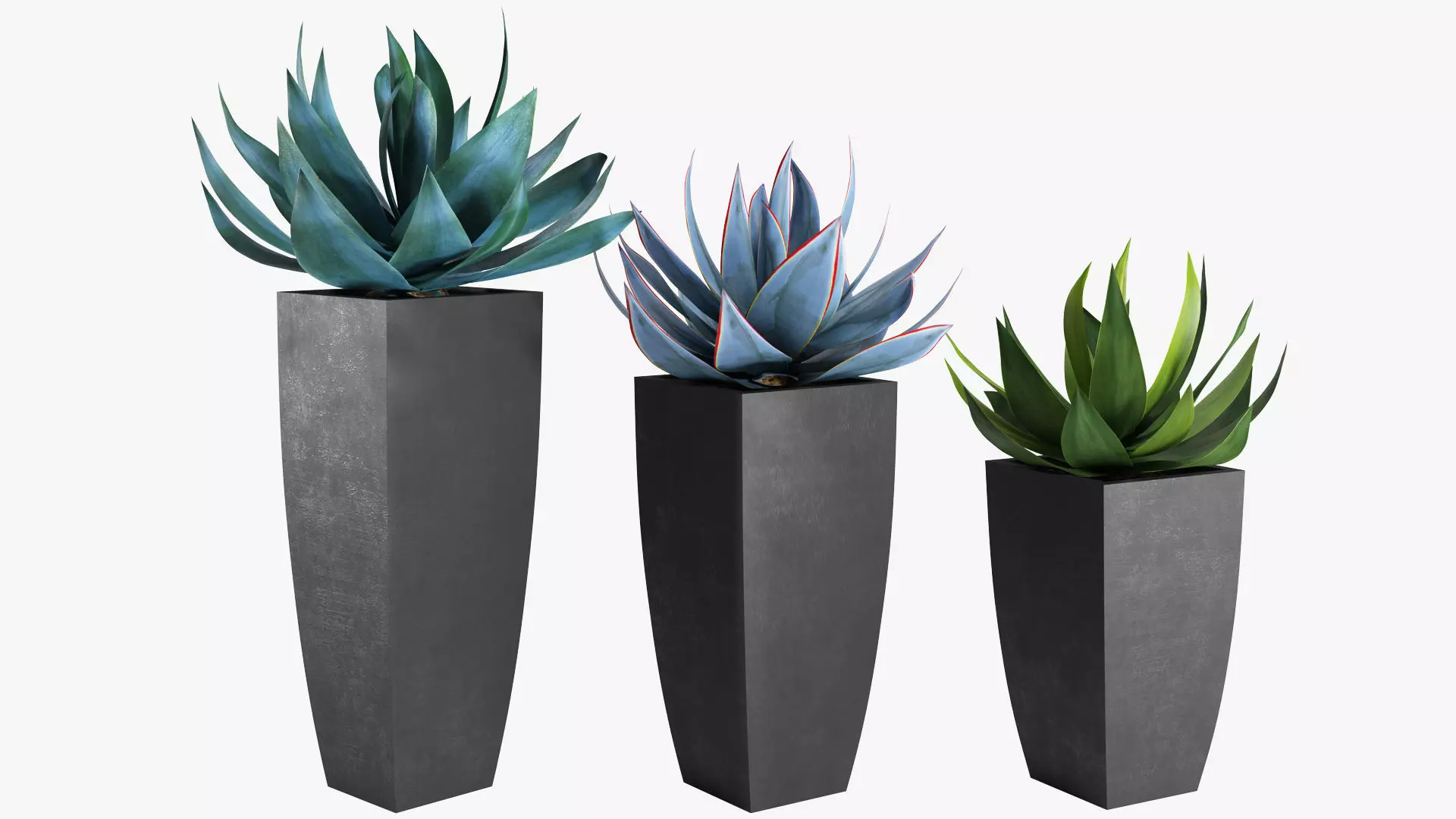 Agave in Pot 3D model