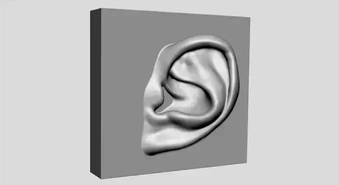 Ear Printable 3D print model