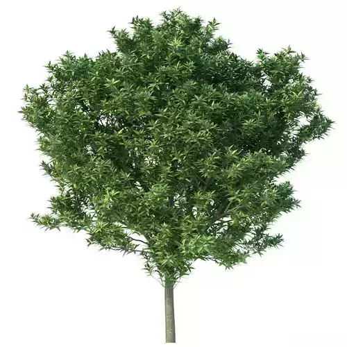 Elaeocarpus Decipiens No 1