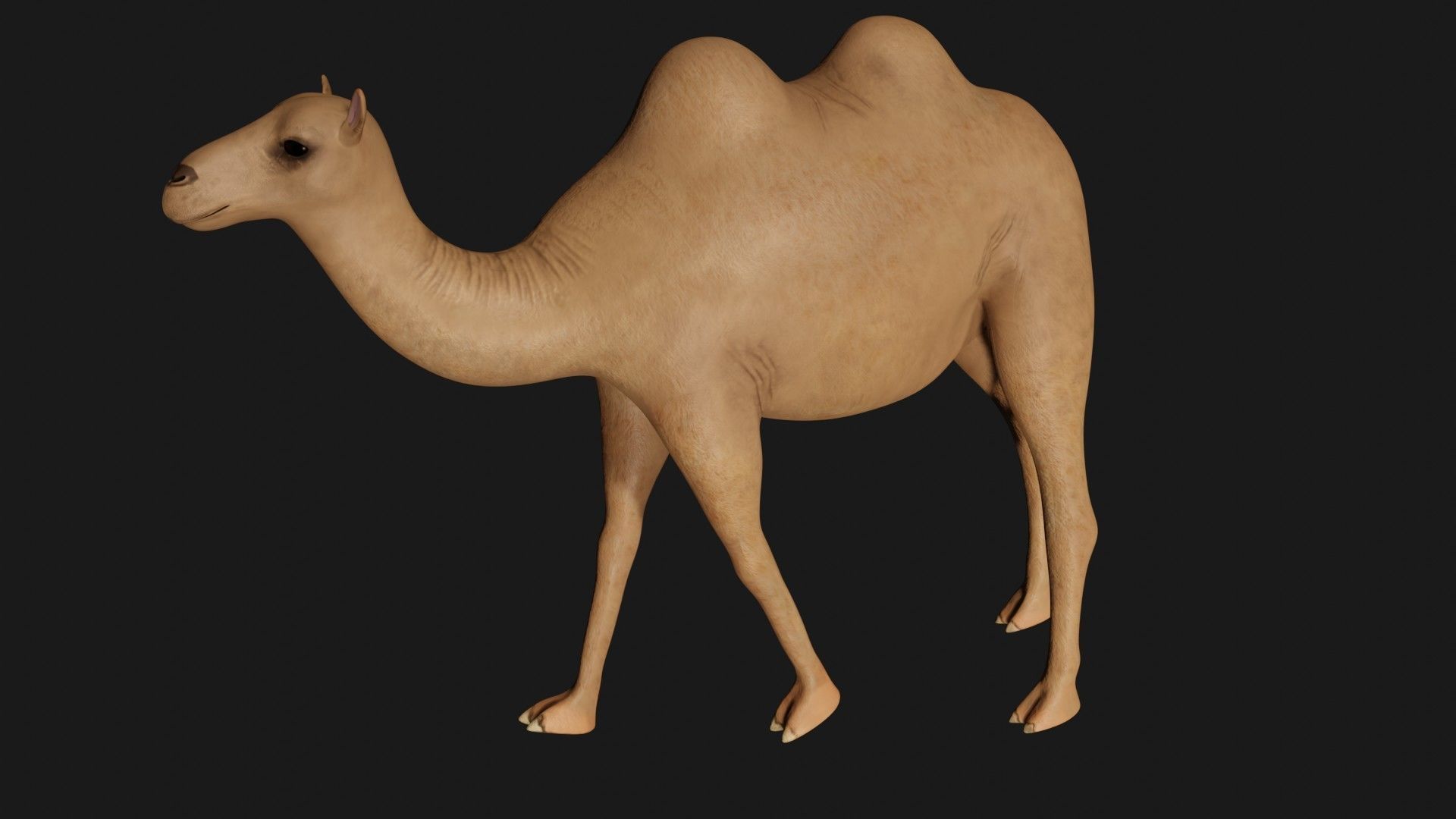 fully rigged low poly camel Low-poly 3D model_2
