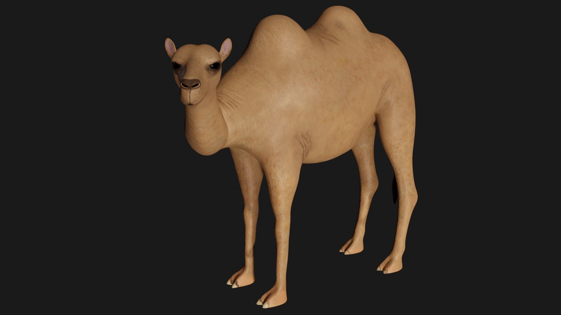 fully rigged low poly camel Low-poly 3D model_1