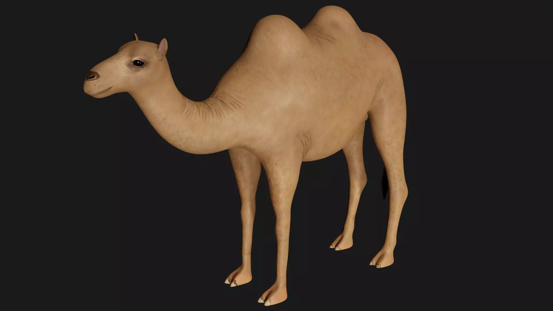 fully rigged low poly camel Low-poly 3D model_0
