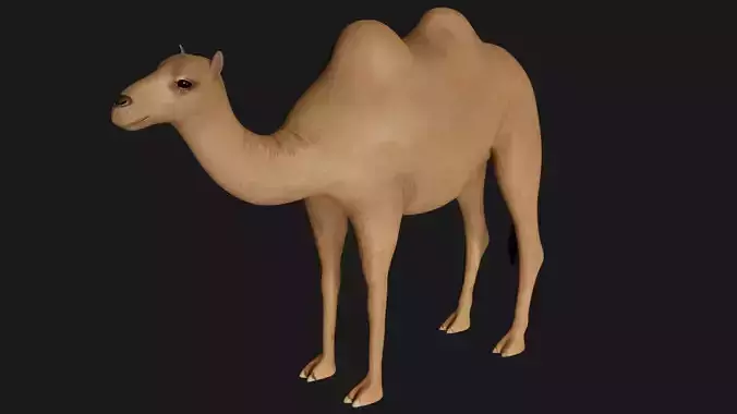 fully rigged low poly camel Low-poly 3D model