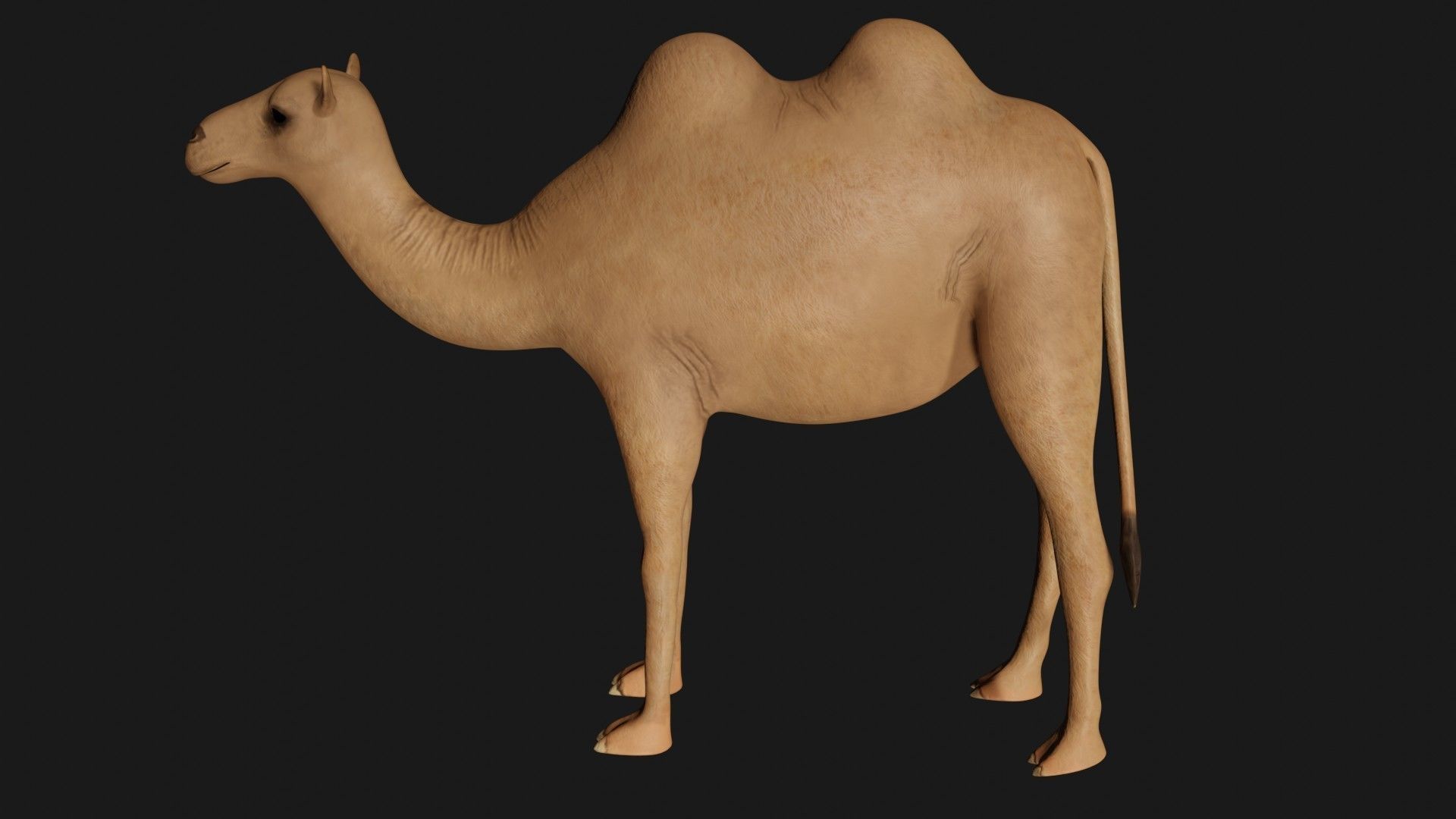 fully rigged low poly camel Low-poly 3D model_5