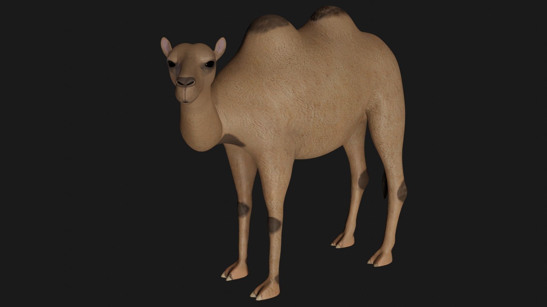 fully rigged low poly camel 2 Low-poly 3D model_1